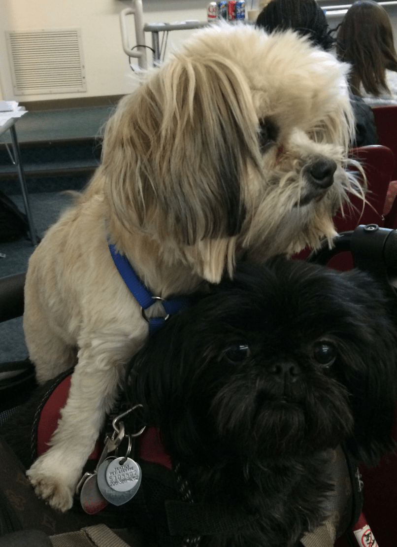 AHW RR101 Dogs