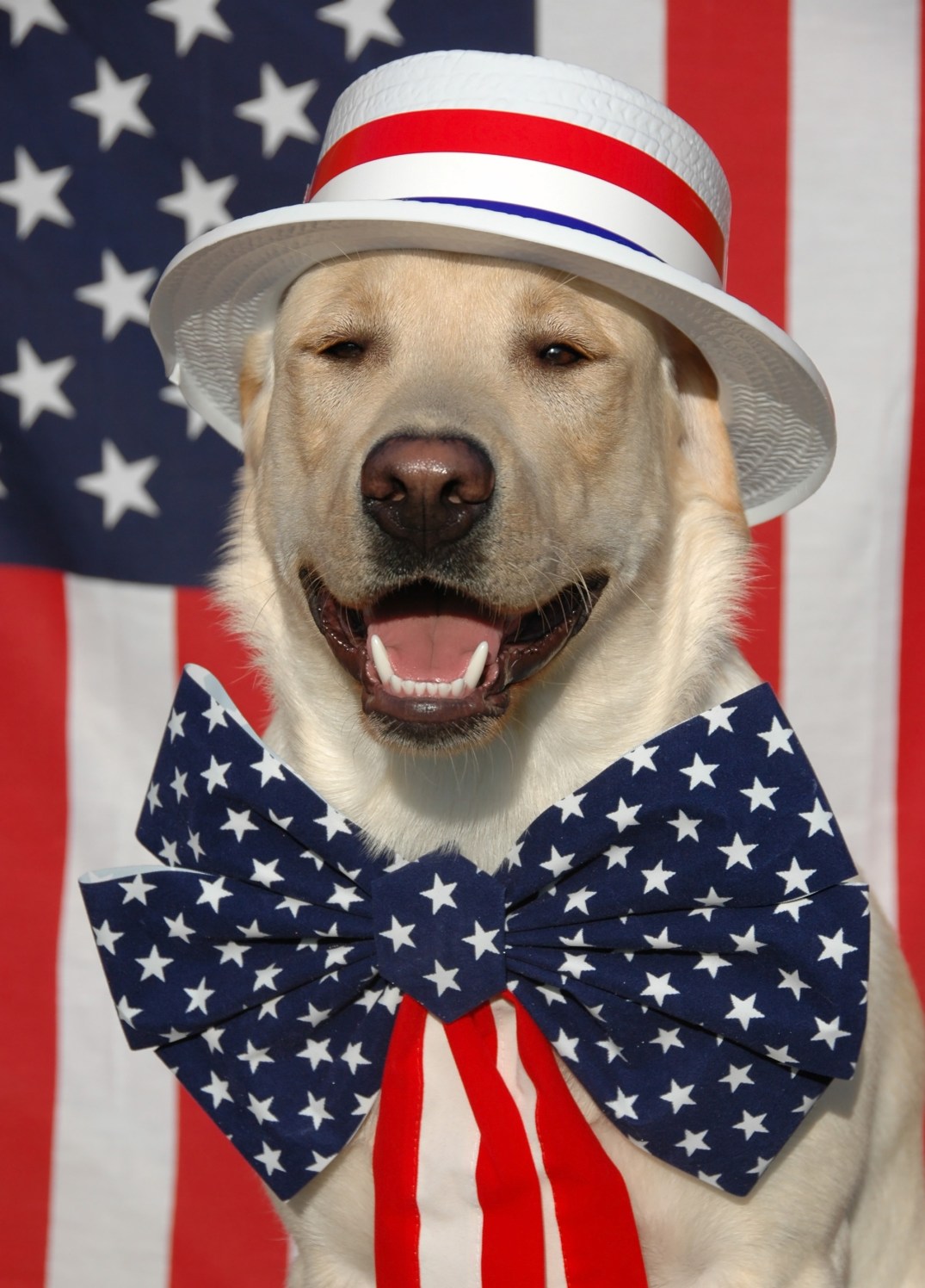 Patriotic Labrador dog with USA costume